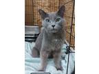 Adopt Evan a Domestic Shorthair / Mixed (short coat) cat in Coshocton