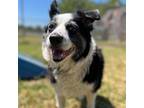 Adopt MOXIE a Black Border Collie / Mixed dog in Pt. Richmond, CA (34690608)
