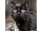 Wolfgang, Domestic Shorthair For Adoption In Des Moines, Iowa