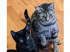 Juniper(with Wally), Domestic Shorthair For Adoption In Silverton, Oregon