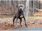 Lime, American Pit Bull Terrier For Adoption In Clarkesville, Georgia