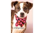 Cheyenne, Jack Russell Terrier For Adoption In Gilbert, Arizona