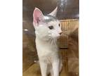 Polar, Domestic Shorthair For Adoption In Painted Post, New York