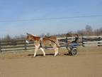 Super Gentle Safe and Quiet Sorrel Belgian John Mule, Anyone Can Ride or Drive