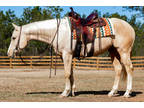 Bamas Cashin Chex 6 year old mare
