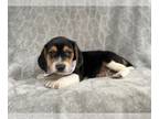Beagle PUPPY FOR SALE ADN-547551 - Snoopy