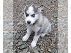 Siberian Husky PUPPY FOR SALE ADN-547448 - Siberian Husky For Sale West Union