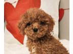 Goldendoodle (Miniature) PUPPY FOR SALE ADN-547611 - Toy goldendoodle