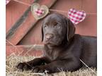 Labrador Retriever PUPPY FOR SALE ADN-547613 - Hershey AKC