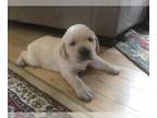 Labrador Retriever PUPPY FOR SALE ADN-547661 - English cream Labrador female
