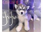 Siberian Husky PUPPY FOR SALE ADN-547469 - Siberian husky pups