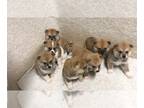 Akita PUPPY FOR SALE ADN-547389 - New born Japanese Akita puppies