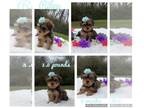 Yorkshire Terrier PUPPY FOR SALE ADN-547590 - APRI Yorkshire Terrier