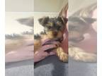 Yorkshire Terrier PUPPY FOR SALE ADN-547801 - Female yorkies