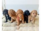 Goldendoodle (Miniature) PUPPY FOR SALE ADN-547466 - Henry River Mini
