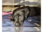 Labrador Retriever PUPPY FOR SALE ADN-547723 - Akc labradors