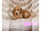 Goldendoodle PUPPY FOR SALE ADN-547685 - GINGER ZAMBITO puppies
