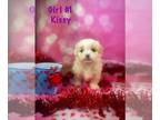 Peke-A-Poo PUPPY FOR SALE ADN-547579 - Peekapoo pups
