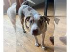 American Pit Bull Terrier-Catahoula Leopard Dog Mix DOG FOR ADOPTION ADN-547690