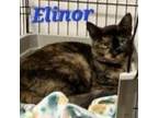 Adopt Elinor a American Shorthair