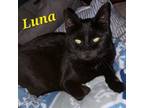 Adopt Luna a American Shorthair