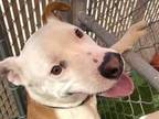 Adopt LYLE a Pit Bull Terrier, Mixed Breed