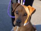Adopt CHARLEY a Labrador Retriever, Redbone Coonhound