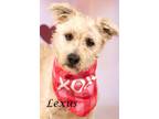Adopt Lexus a Lhasa Apso, Poodle