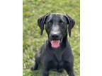 Adopt DUKE a Labrador Retriever, German Shorthaired Pointer