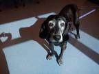 Adopt MOLLY a English Coonhound
