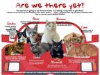 Adopt Jan. - Mar. 2022 Cats Looking for Families a Domestic Short Hair