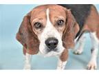 Adopt BENSON a Beagle