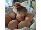 12 NPIP Certified Blue Red Laced Wyandotte hatching eggs - Opportunity