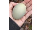 5 Easter Egger Fertile chicken poultry hatching eggs Green - Opportunity