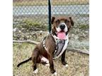 Adopt Punchy a American Staffordshire Terrier