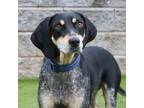 Adopt Daisy a Bluetick Coonhound, Hound