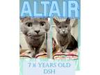 Adopt Altair a Russian Blue, Domestic Short Hair