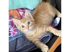 Adopt Flame ** Tiny ** a Domestic Short Hair, Tabby