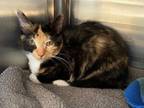 Adopt Canary a Domestic Short Hair