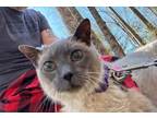 Adopt MAYBELLE a Siamese, Domestic Short Hair
