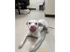 Adopt Haley a Pit Bull Terrier