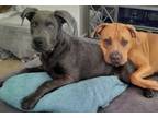 Adopt Massimo a Weimaraner, Pit Bull Terrier