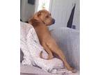 Adopt Bellini a Shar-Pei, Pit Bull Terrier