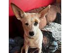 Adopt Gingerbread a Cattle Dog