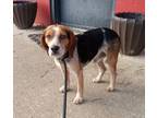 Adopt Dan #42 a Beagle