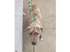 Adopt Macy #43 a Labrador Retriever, Pit Bull Terrier