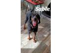 Adopt Sable Yrly 37 a Black and Tan Coonhound