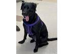 Adopt BELLE a Black Labrador Retriever