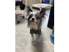 Adopt Nudacris a Chinese Crested Dog