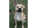 Adopt Rollie a Mixed Breed